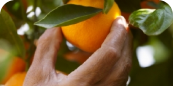  Person picking an orange off of a tree. 